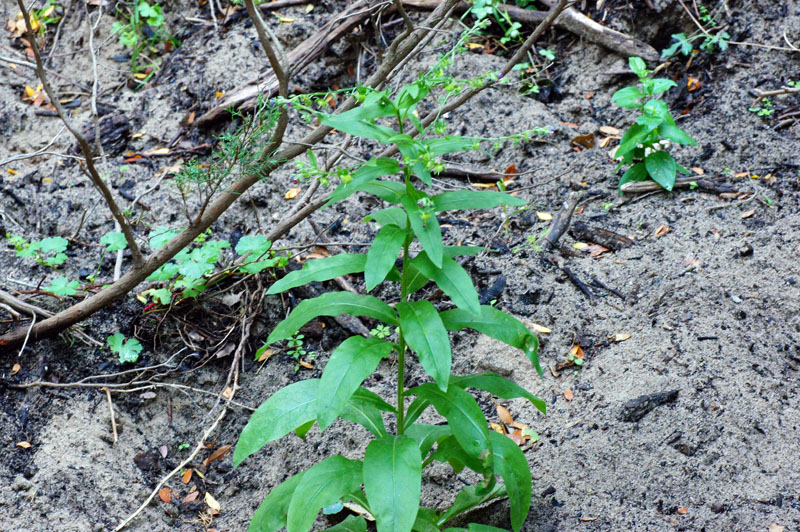 Cynoglossum creticum